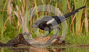 Common Magpie - Pica pica