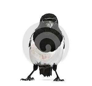 Common Magpie, Pica pica, in front of white background