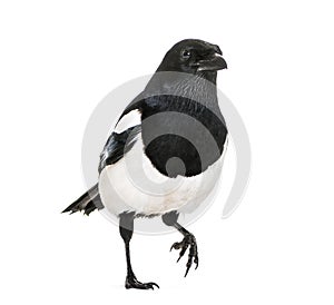 Common Magpie, Pica pica, in front of white background