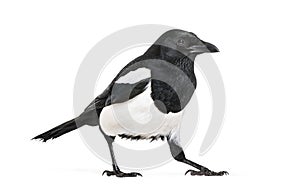 Common Magpie, Pica pica, in front of white background