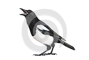 Common Magpie, Pica pica, in front of white background