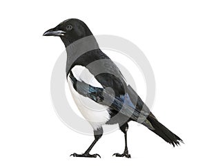 Common Magpie, Pica pica, in front of white background