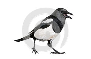 Common Magpie, Pica pica, in front of white background photo