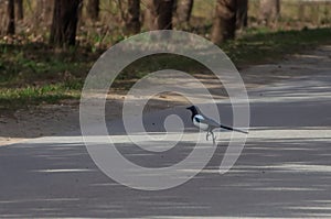 The common magpie (Pica pica) happily jumps on the asphalt