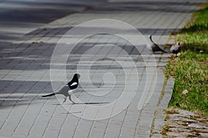 A common magpie (Pica pica) is happily walking on the sidewalk