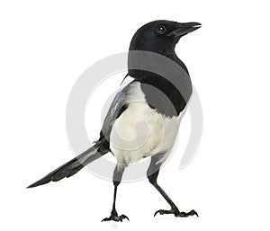 Common Magpie, Pica pica, isolated