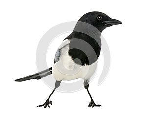 Common Magpie, Pica pica, isolated