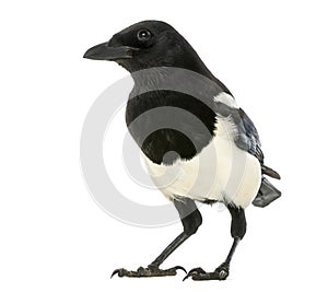 Common Magpie, Pica pica, isolated