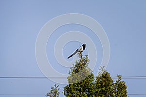 A common magpie (Pica pica) is perched on top of a tree, observing the surroundings
