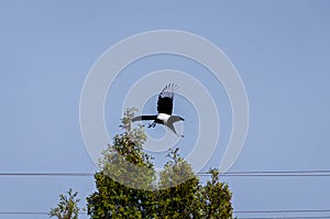 A common magpie (Pica pica) takes flight from the top of a tree