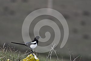 The common magpie is a species of passerine bird in the Corvidae family.