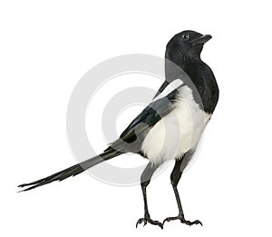 Common Magpie upright looking up, Pica pica, isolated