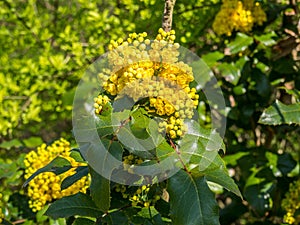 Common Mahonia flower in the park