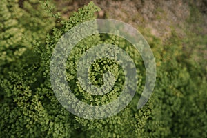 Common Maidenhair spleenwort in Queen Sirikit botanical garden in Chaing Mai