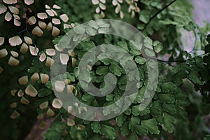 Common Maidenhair spleenwort in Queen Sirikit botanical garden in Chaing Mai