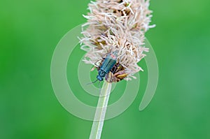 Common malachite beetle sitting on bent
