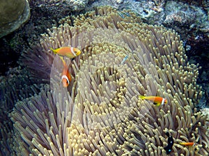 Common Maldive Anemonefish