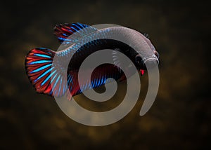 A common male betta fish
