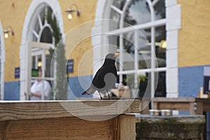 Common male blackbird