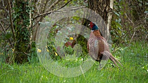 Common Male Pheasant otherwise known as Phasianus colchicus