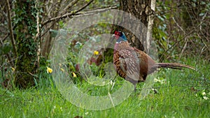 Common Male Pheasant otherwise known as Phasianus colchicus