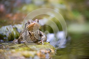 Common male toad on a stone