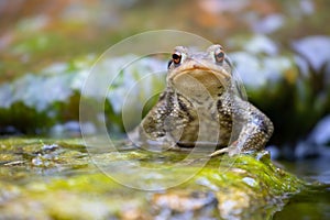 Common male toad on a stone