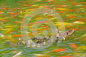 Mallard family and koi carps