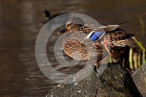 Common mallard duck female