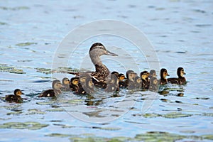 Common mallard female and babies