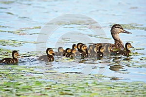 Common mallard female and babies photo