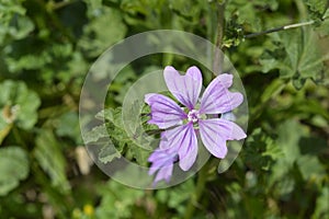 Common mallow