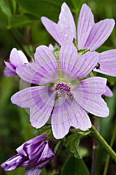 Common mallow