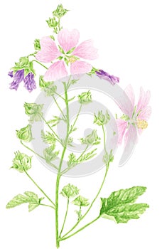 Common mallow botanical drawing