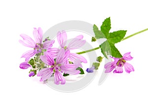 Common Mallow (Malva sylvestris )