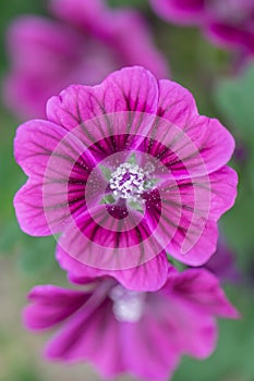 Common mallow, Malva sylvestris, reddish-purple veined flower