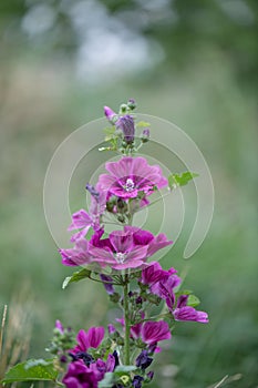 Common mallow, Malva sylvestris, reddish-purple veined flowers