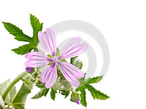 Common Mallow plant with pink flower and leaves, Malva sylvestris