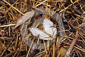 The Common Map butterfly (Cyrestis thyodamas thyodamas)