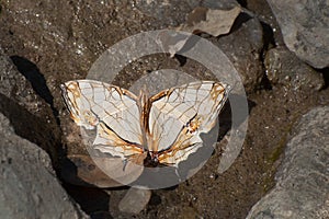 Common Map butterfly - mud puddling .