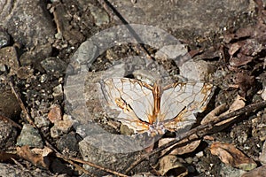 Common Map butterfly - mud puddling .