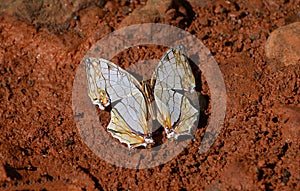 Common Map butterfly mud puddling in red color mud