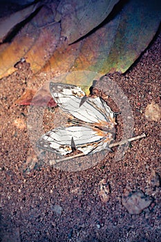 Common Map butterfly on the rock at Namtok Phlio National Park in Chanthaburi province Thailand