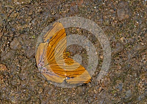 Common maplet, Chersonesia risa, butterfly, Garo Hills, Meghalaya, India photo