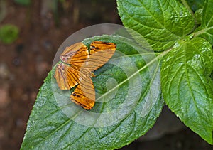 Common maplet, Chersonesia risa, butterfly, Garo Hills, Meghalaya, India photo