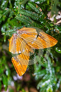 Common Maplet Chersonesia risa butterfly