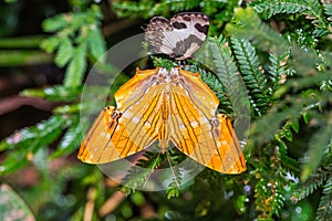 Common Maplet Chersonesia risa butterfly photo