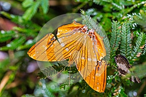 Common Maplet Chersonesia risa butterfly photo