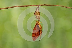 Common maplet Chersonesia risa butterfly hanging on twig