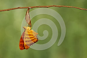 Common maplet Chersonesia risa butterfly hanging on twig